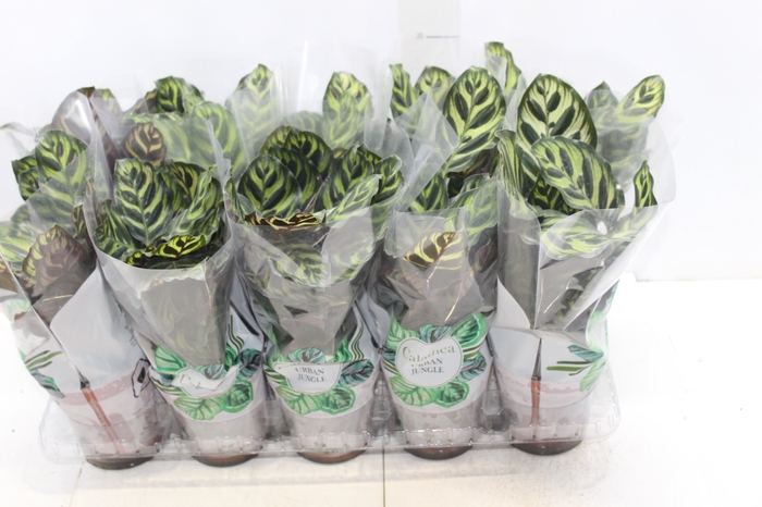 <h4>CALATHEA MAKOYAMA P12</h4>