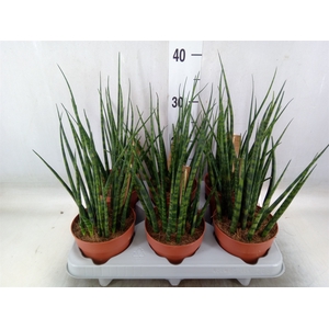 Sansevieria  'Fernwood'