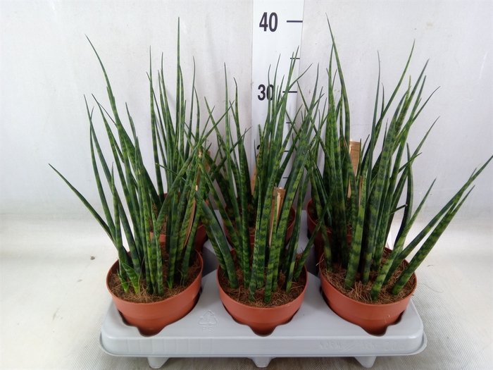 <h4>Sansevieria  'Fernwood'</h4>