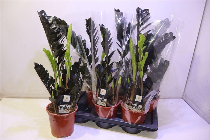 <h4>arr8 Zamio Raven</h4>