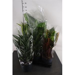 Kamerplanten 17 Cm. P. Gemengd