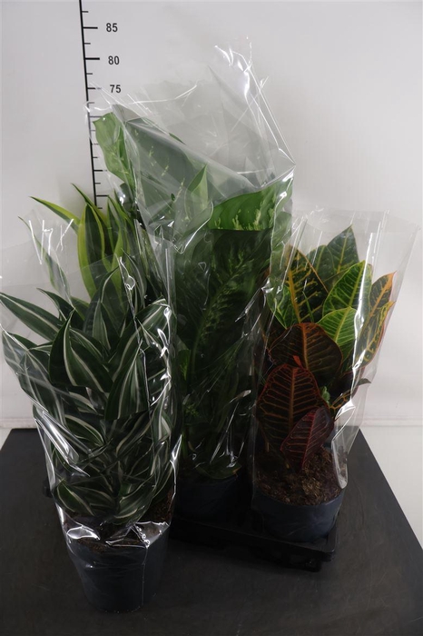 <h4>Kamerplanten 17 Cm. P. Gemengd</h4>
