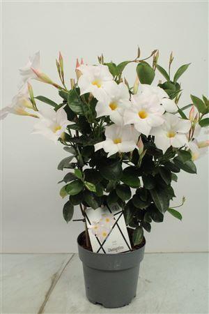 <h4>Mandev Diamant Jw Trellis - 1153</h4>