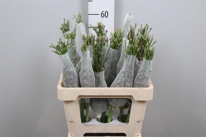 <h4>Allium Schubertii</h4>