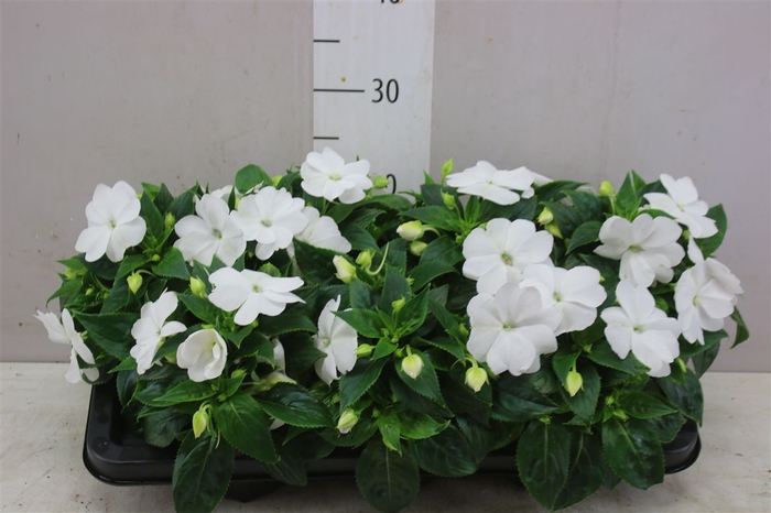 <h4>Impatiens Ng White</h4>