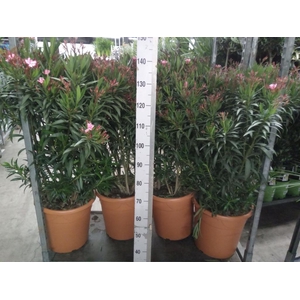 Nerium oleander   ...