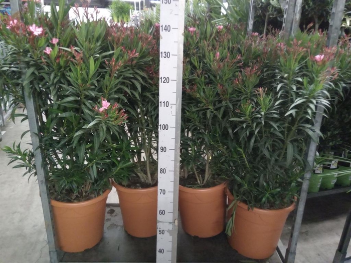 <h4>Nerium oleander   ...</h4>
