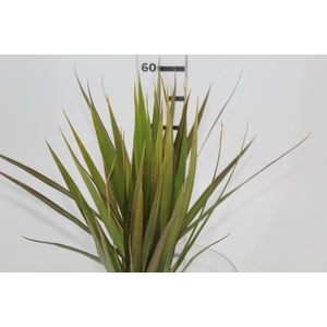 FOLHAGEM DRACENA TRICOLOR