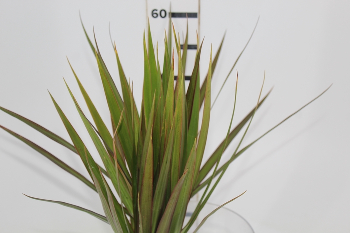 <h4>FOLHAGEM DRACENA TRICOLOR</h4>