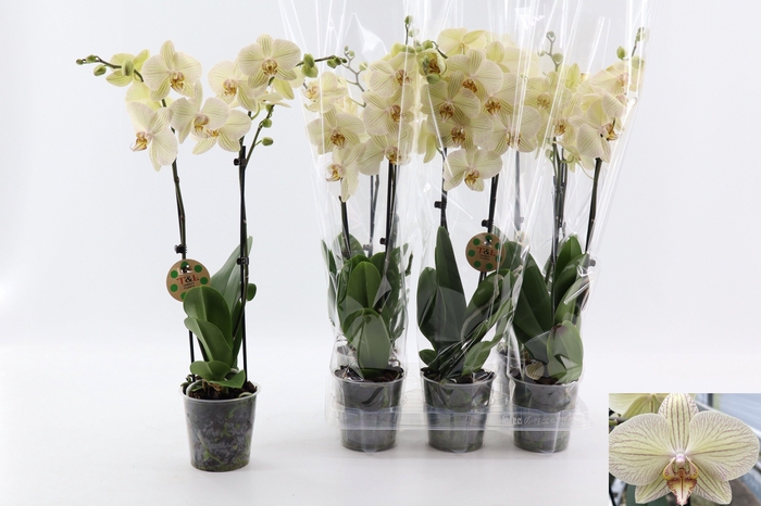 <h4>PHAL OV GEEL</h4>