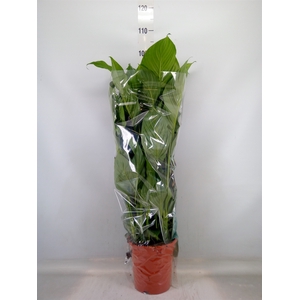 Spathiphyllum  'Sweet Lauretta'