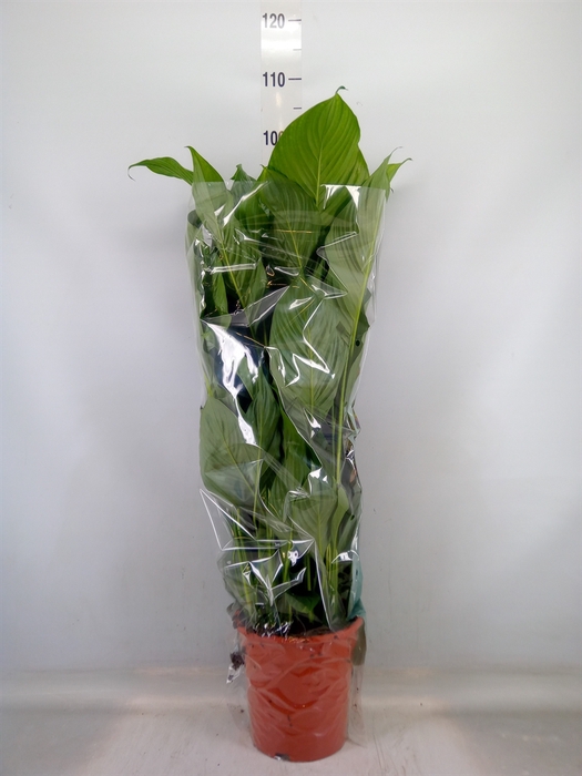 <h4>Spathiphyllum  'Sweet Lauretta'</h4>
