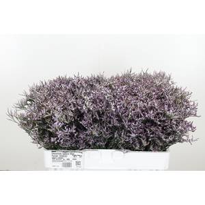 Limonium Safora Lilac