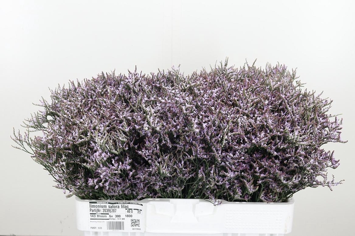 <h4>Limonium Safora Lilac</h4>