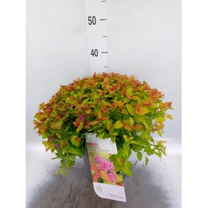 Spiraea japonica