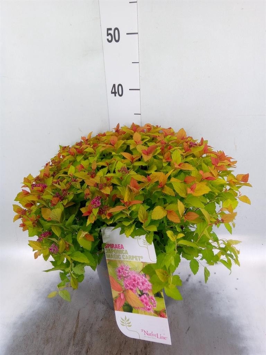 <h4>Spiraea japonica</h4>