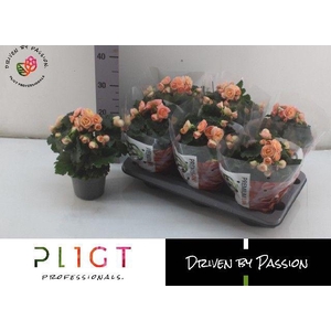 BEGONIA HAILEY SUNSET P14