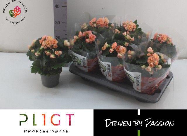 <h4>BEGONIA HAILEY SUNSET P14</h4>
