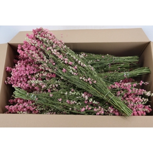 DF Delphinium Pink Bs 90g