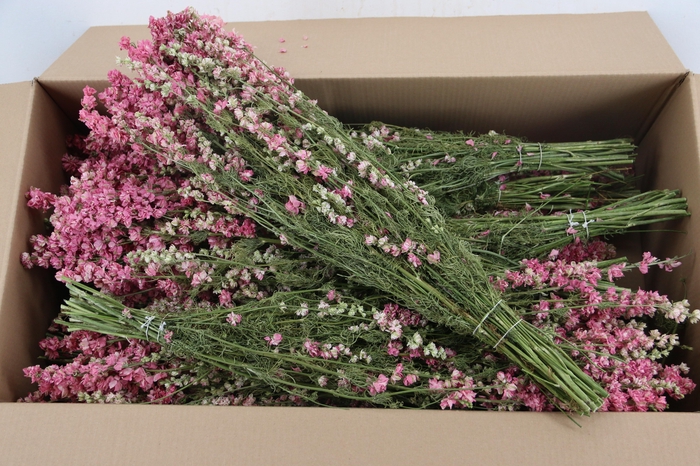 <h4>DF Delphinium Pink Bs 90g</h4>