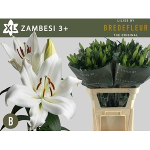 LI OT ZAMBESI 3+ kort