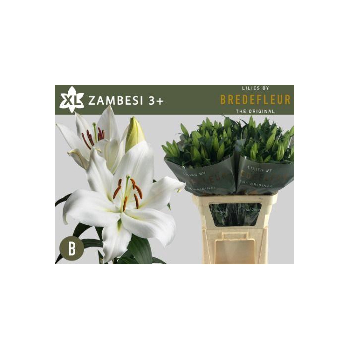 <h4>Li Ot Zambesi</h4>