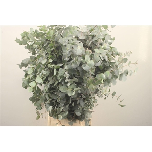EUC CINEREA PER BOS