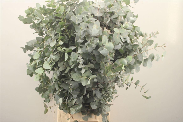 <h4>EUC CINEREA PER BOS</h4>