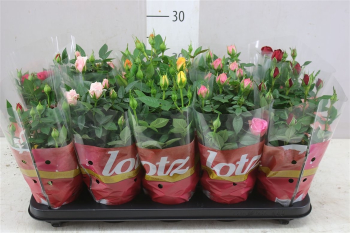 <h4>Rosa Lotz Gemengd</h4>