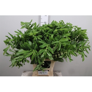 Polygonatum Multiflo