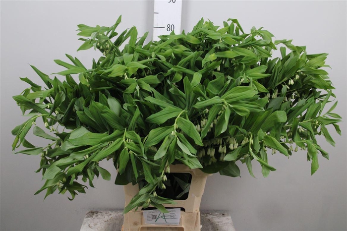 <h4>Polygonatum Multiflo</h4>