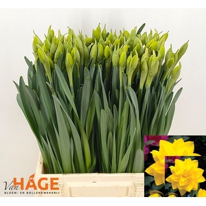 NARC DU GOLDEN DUCAT