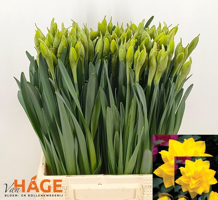 <h4>NARC DU GOLDEN DUCAT</h4>