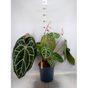 Anthurium crys. 'Karma Crystal Hyb'