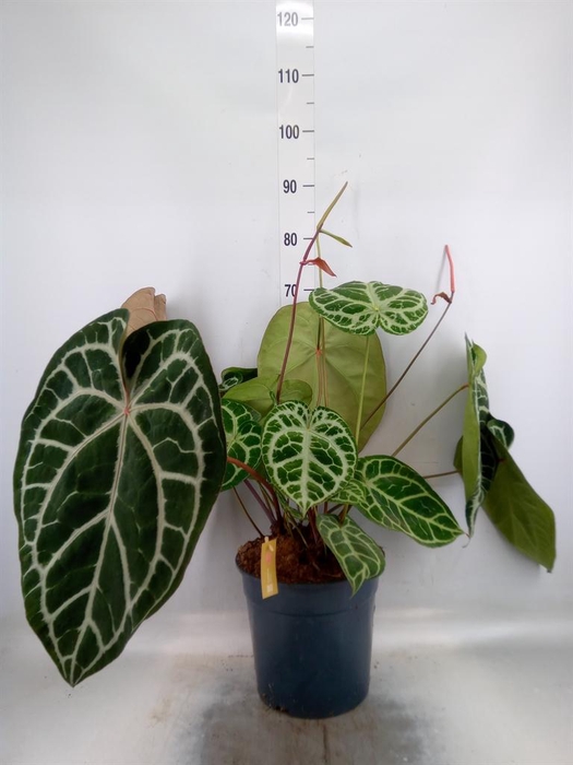 <h4>Anthurium crys. 'Karma Crystal Hyb'</h4>