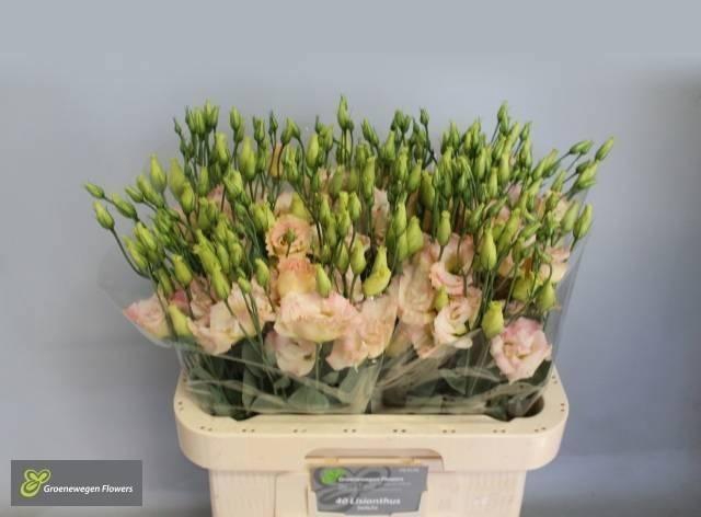 <h4>EUS G MEG CHAMPAGNE</h4>