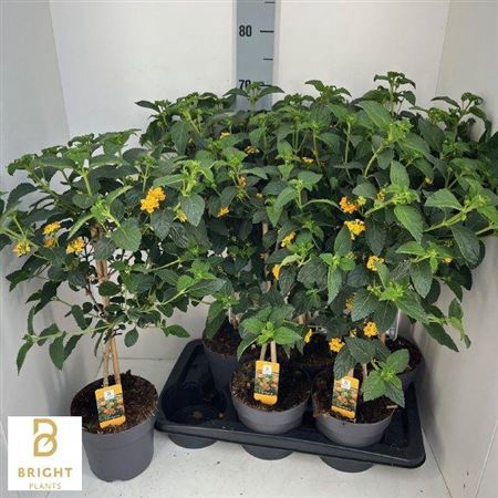 arr8 Lantana Cam Ov