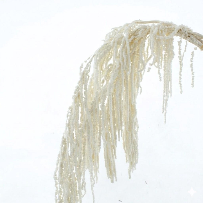 <h4>Dried Bleached Amaranthus Caudatus</h4>