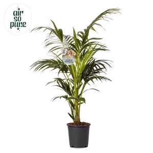 KENTIA - P24 H140 - 6PP - Air So Pure (howea forsteriana)