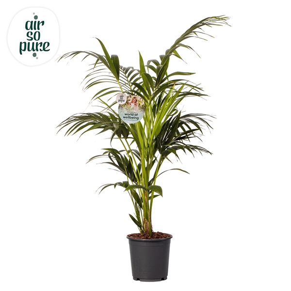 <h4>KENTIA - P24 H140 - 6PP - Air So Pure (howea forsteriana)</h4>