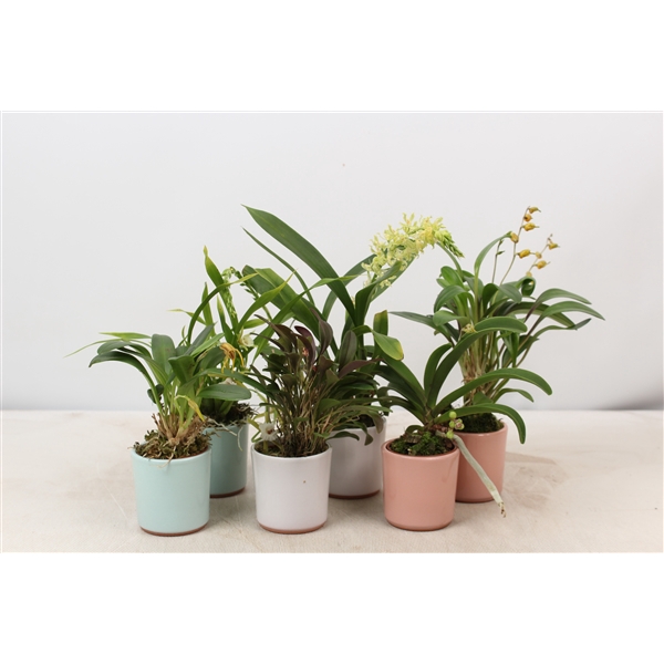 <h4>6 cm mix met keramiek</h4>