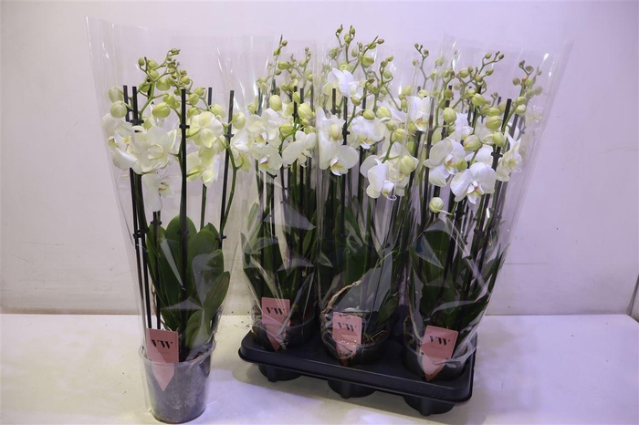 <h4>arr8 Phal An Inverness</h4>