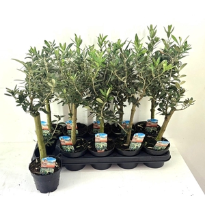 OLEA EUROPAEA