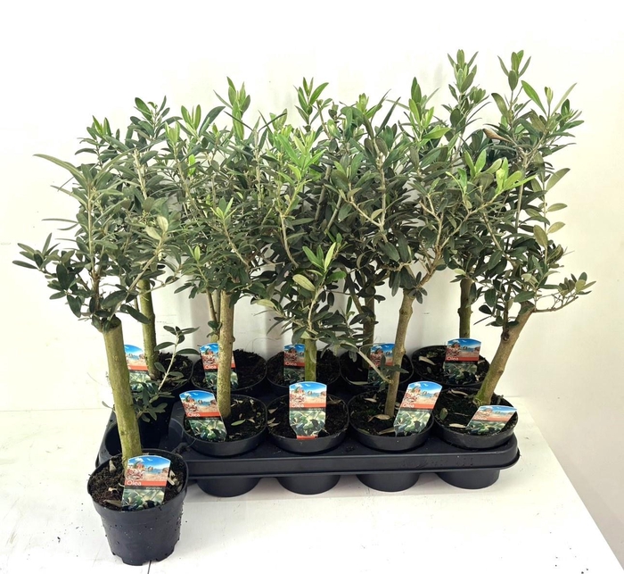 <h4>OLEA EUROPAEA</h4>