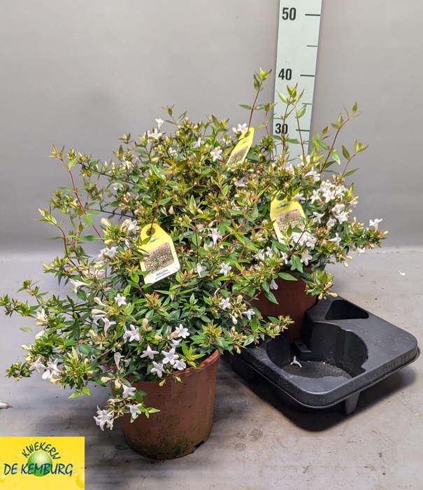 <h4>ABEL GRANDIFLORA</h4>