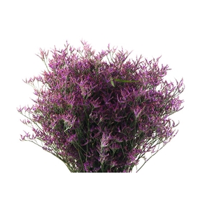 Limonium Safora Dark Blue Extra