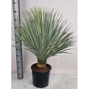 YUC ROSTRATA
