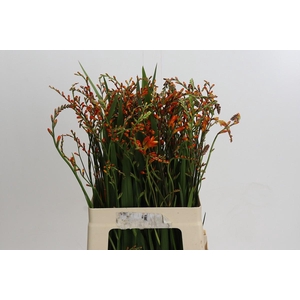 Crocosmia Red King