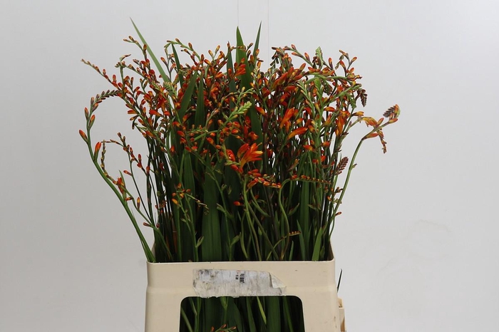 Crocosmia Red King
