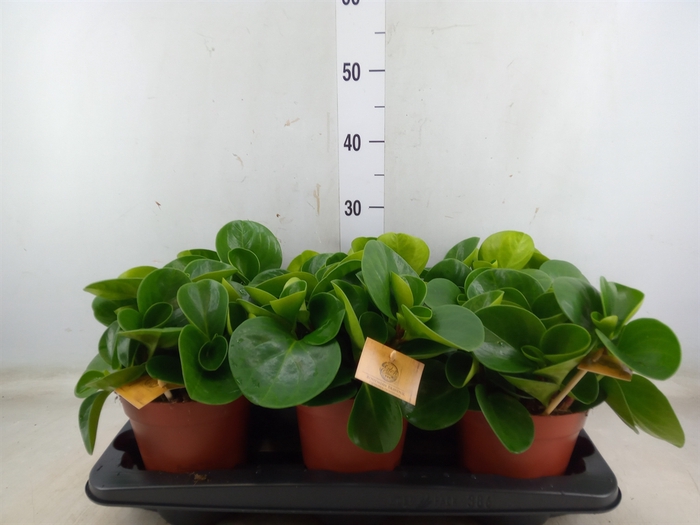 <h4>Peperomia obt. 'Green Gold'</h4>